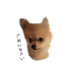 POPONN..（個別スタンプ：2）