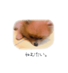 POPONN..（個別スタンプ：3）