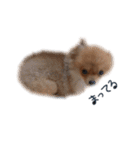 POPONN..（個別スタンプ：6）
