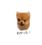 POPONN..（個別スタンプ：17）