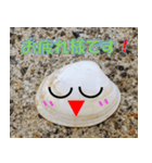 貝がらさん（日本語）（個別スタンプ：3）