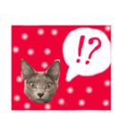 田中さん家の猫（個別スタンプ：3）