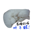 Maomaojian life . Version 2（個別スタンプ：1）