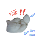 Maomaojian life . Version 2（個別スタンプ：2）