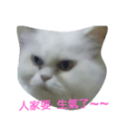 Maomaojian life . Version 2（個別スタンプ：3）