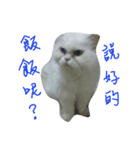 Maomaojian life . Version 2（個別スタンプ：5）