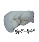 Maomaojian life . Version 2（個別スタンプ：6）