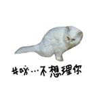 Maomaojian life . Version 2（個別スタンプ：7）