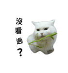 Maomaojian life . Version 2（個別スタンプ：9）