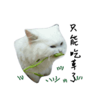 Maomaojian life . Version 2（個別スタンプ：10）