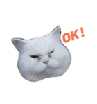 Maomaojian life . Version 2（個別スタンプ：11）