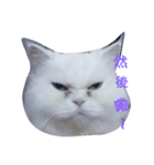 Maomaojian life . Version 2（個別スタンプ：12）