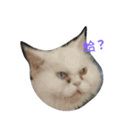 Maomaojian life . Version 2（個別スタンプ：13）
