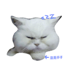 Maomaojian life . Version 2（個別スタンプ：14）