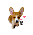 Welsh Corgi daily（個別スタンプ：1）