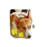 Welsh Corgi daily（個別スタンプ：2）