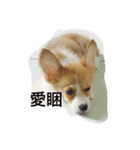 Welsh Corgi daily（個別スタンプ：3）