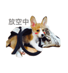 Welsh Corgi daily（個別スタンプ：4）