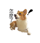 Welsh Corgi daily（個別スタンプ：5）