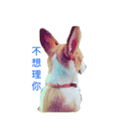 Welsh Corgi daily（個別スタンプ：6）