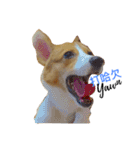 Welsh Corgi daily（個別スタンプ：7）