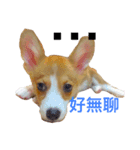 Welsh Corgi daily（個別スタンプ：8）
