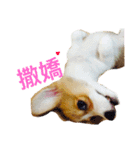 Welsh Corgi daily（個別スタンプ：9）