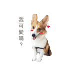 Welsh Corgi daily（個別スタンプ：10）
