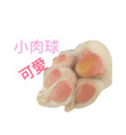 Welsh Corgi daily（個別スタンプ：11）