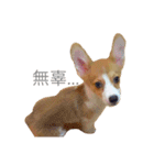 Welsh Corgi daily（個別スタンプ：12）