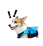 Welsh Corgi daily（個別スタンプ：13）