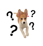 Welsh Corgi daily（個別スタンプ：14）