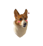 Welsh Corgi daily（個別スタンプ：15）