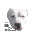 Doggie doodoo（個別スタンプ：2）