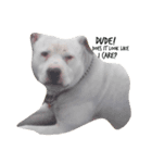 Doggie doodoo（個別スタンプ：3）