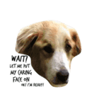 Doggie doodoo（個別スタンプ：4）