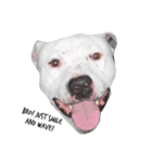 Doggie doodoo（個別スタンプ：5）
