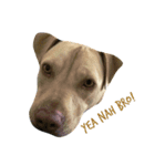 Doggie doodoo（個別スタンプ：6）