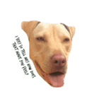 Doggie doodoo（個別スタンプ：7）
