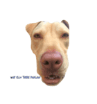 Doggie doodoo（個別スタンプ：8）