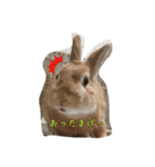 うさたまの一言②（個別スタンプ：1）