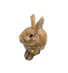 うさたまの一言②（個別スタンプ：3）