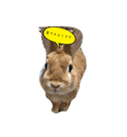 うさたまの一言②（個別スタンプ：4）