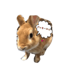 うさたまの一言②（個別スタンプ：5）