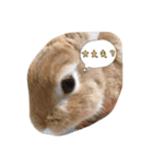 うさたまの一言②（個別スタンプ：7）
