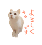 片山ターフィー（個別スタンプ：5）