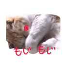 片山ターフィー（個別スタンプ：9）