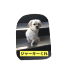 十犬十色（個別スタンプ：1）