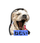 十犬十色（個別スタンプ：2）