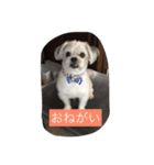 十犬十色（個別スタンプ：3）